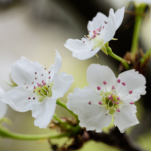 大鸡巴操美女的视频
